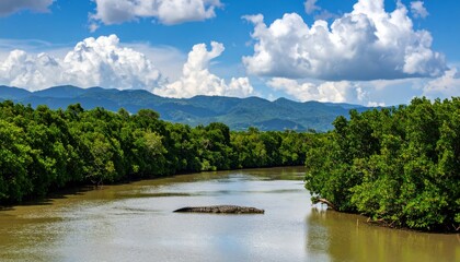 Fototapeta premium A Mexican lizard rests regally on a rock, basking in the warmth of the arid sun, gleaming softly.