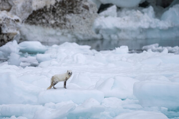 Arctic fox on an ice floe in Svalbard, blending perfectly into the frozen landscape of the high...