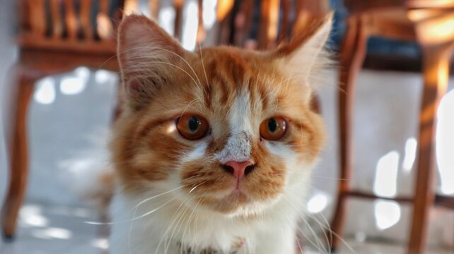 A domestic cat with an inquisitive expression, looking upwards with alert ears. The image captures the natural curiosity of felines.