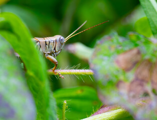 Grasshopper hiding in the leaves of a flower garden, seen at eye level through the plants