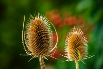 A wild teasel in the field