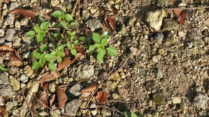 A Marsh Seedbox plant with surrounding ground texture, including soil, small rocks, dried leaves, and sparse green growth.