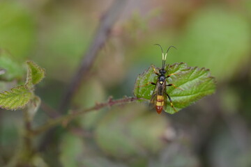 Diphyus crispatorius