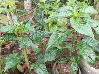 vegetables in the garden or young chili plants