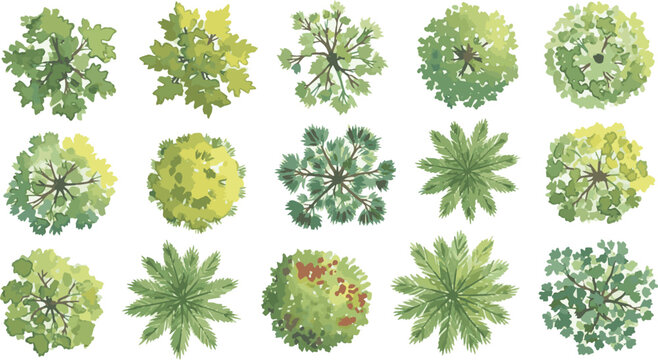  Create a kinds of deferent Vector tree top watercolor hand drawn view for landscape plan and architecture layout drawing, elements for environment and garden vector art color with white background..