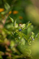 Blueberry on a bush in the garden
