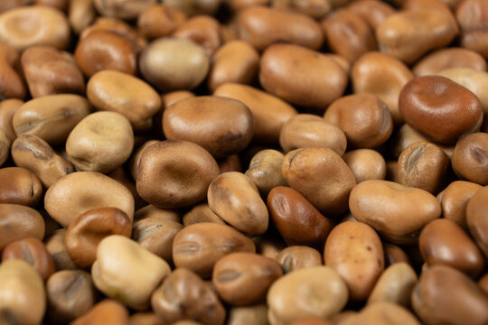 Whole dried raw uncooked vicia faba beans macro