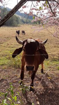 vaca se aproximando da c&acirc;mera e lambando a m&atilde;o de pessoa