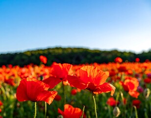 Naklejka premium Vibrant red poppies in a field against a clear blue sky