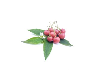 Singapore cherry or Muntingia calabura fruits with leaves isolated on white background