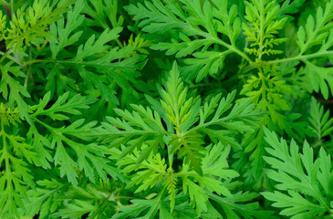 Common ragweed leaves close up Ambrosia artemisiifolia