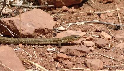 A lizard on reddish dirt