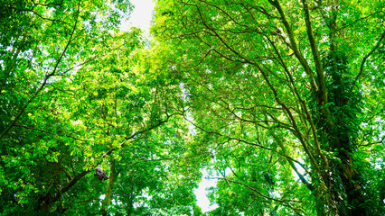 Overhead canopy of tree leaves creating shade in the forest. Fresh and lush foliage symbolizing...