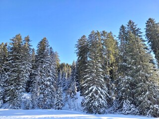 snow covered pine trees 