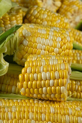 Raw fresh corn cobs with vibrant yellow kernels close-up