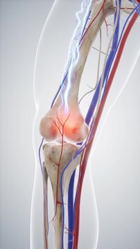 AI-generated 3D knee pain animation with 360-degree hologram view, showing nerves, joints, and pain signals for medical and healthcare use 2