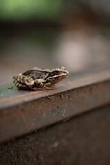 frog on the old railway
