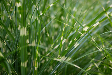 close up of spotted green grass