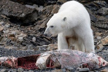 Polar bear on Svalbard feeds on a large fish along the Arctic coast, showcasing the raw power and...