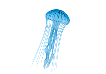 Stunning Blue Jellyfish: Ocean Life Digital Asset on white background