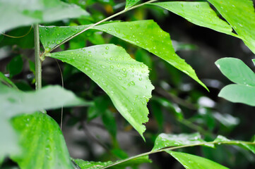 Caryota urens, Palmae or ARECACEAE or Caryota mitis Lour or Fishtail Palm or Wart Fishtail Palm and rain droplet