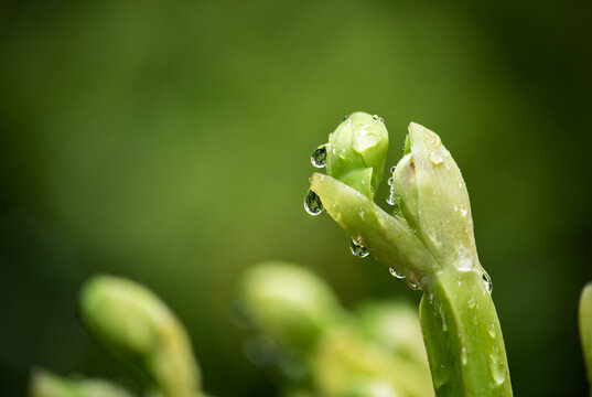 Limnocharis flava branch flowers on natural background.
