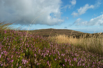 Early Heather on Carnanmore Mountain in County Antrim, Northern Ireland 