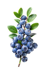 Close up studio shot of fresh blueberries on branch with green leaves