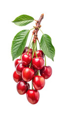 A beautiful bunch of ripe red cherries hanging from a small branch with leaves