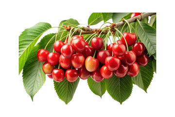 Abundant bunch of fresh, vibrant red cherries clinging to their branch