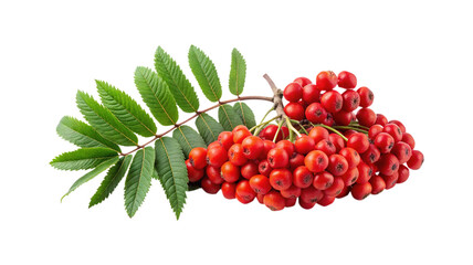 A Vibrant Display of Rowan Berries and Lush Green Leaves on White