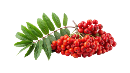 A Vibrant Display of Rowan Berries and Lush Green Leaves on White