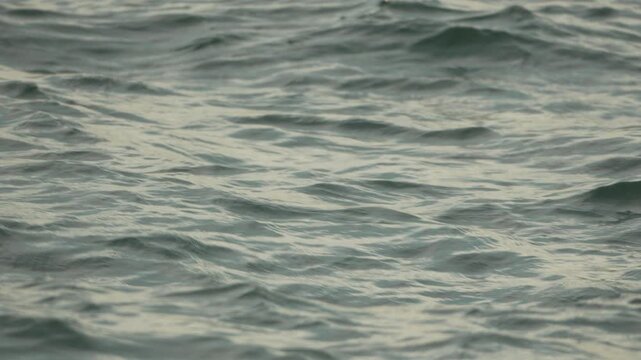Grebe bird water, great crested grebe diving in choppy ocean