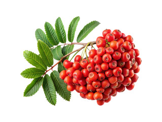 Close up of a vibrant red Rowan berry bunch with lush green leaves