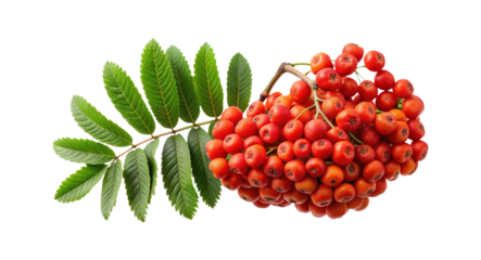 A vibrant cluster of Rowan berries with lush green leaves on display