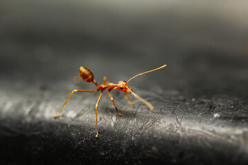 red ant on the ground