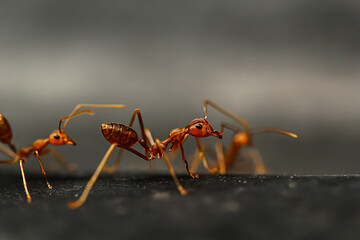 red ant on the ground