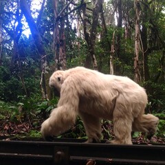 A light-colored ape walks along a train track in a forest