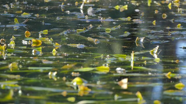 Water filled with plants