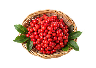 A beautiful topdown view of ripe rowan berries in a woven basket