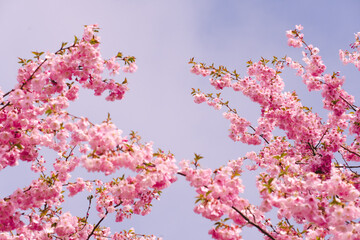 pink cherry blossom
