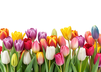 blooming tulips border banner png image on transparent background