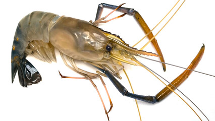 Fresh river prawns isolated on white background. Big freshwater prawns. River prawns for cooking.