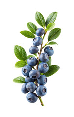 Close up image of a blueberry branch with green leaves, isolated