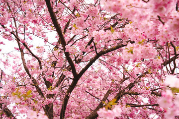 pink cherry blossom