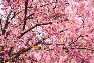 pink cherry blossom