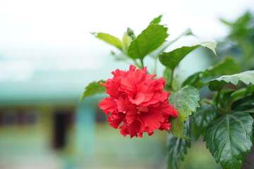 red carnation flowers