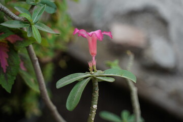 bud of a pink flower
