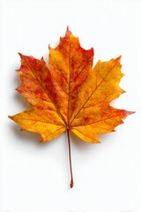 Fototapeta premium A single autumn maple leaf colored with orange and red hues lies isolated against a stark white backdrop
