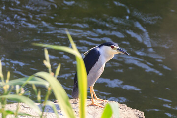 Streamside Sentinel: Black-Crowned Night Heron Standing on Rock